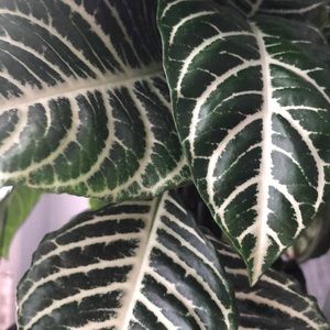 Bundle for @savanahhhaigg